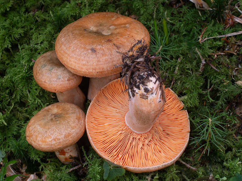 Lactarius deterrimus